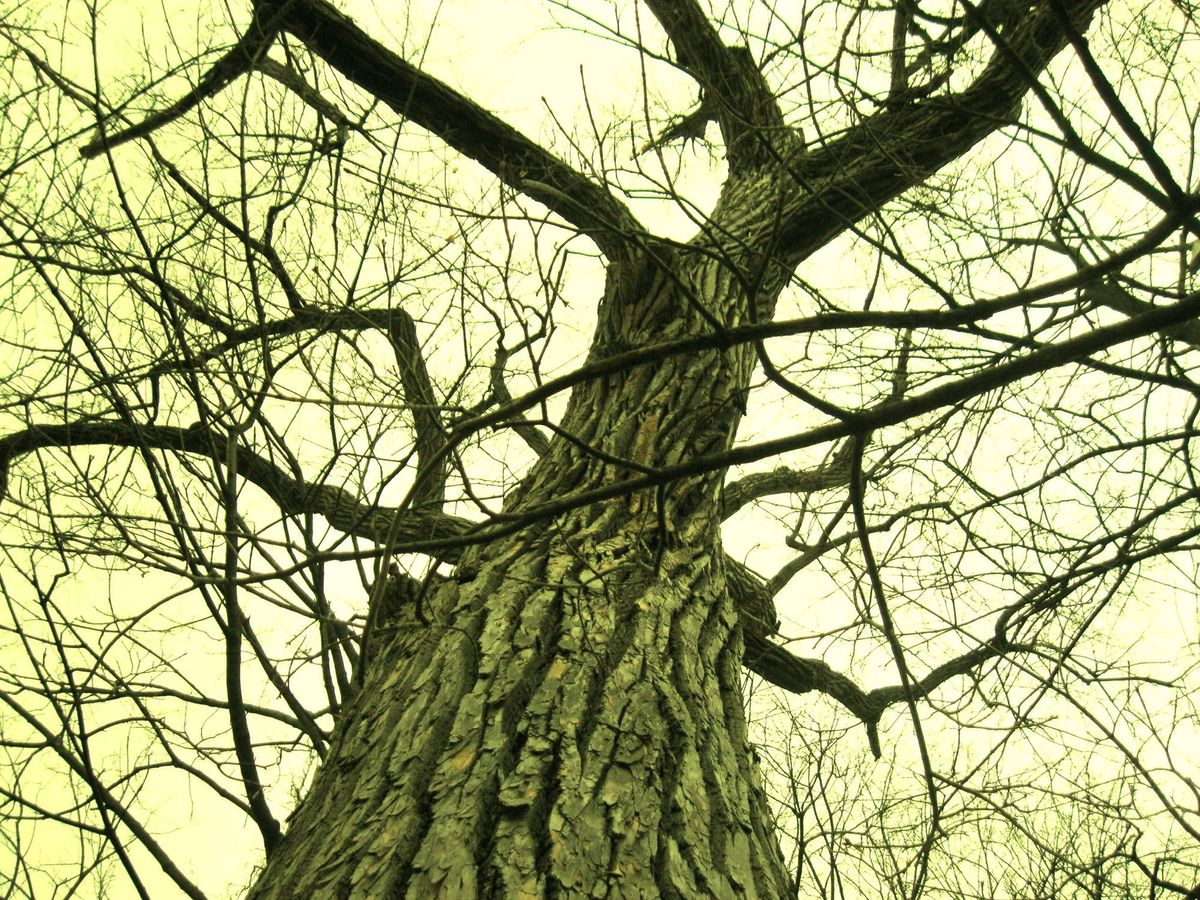 A spooky tree